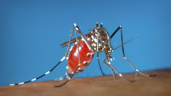 أنثى بعوضة الزاعجة الناقلة للفيروس المسبب لحمى الضنك - سبوتنيك عربي