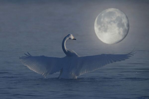 صورة لطائرالبجع في وسط البحيرة خلال ظهور القمر - سبوتنيك عربي