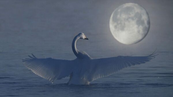 صورة لطائرالبجع في وسط البحيرة خلال ظهور القمر - سبوتنيك عربي