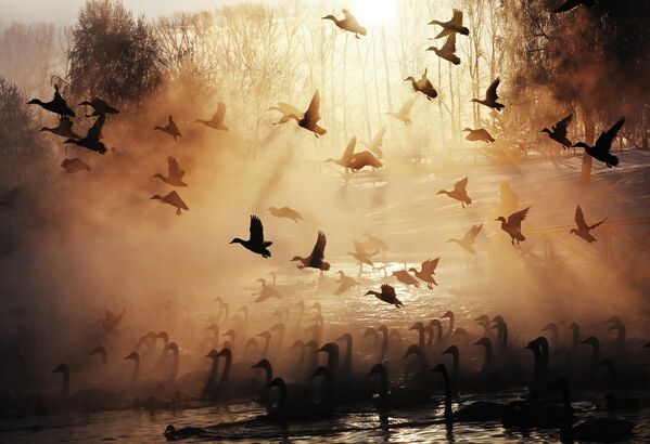 صورة تظهر تجمّع البجع مشكلا منظرا ساحرا مع شروق الشمس - سبوتنيك عربي