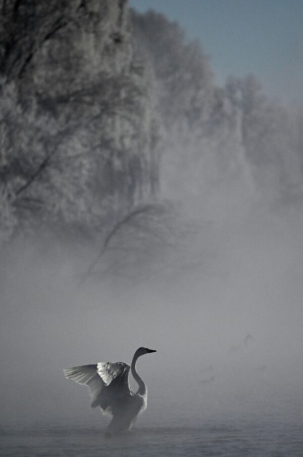 طائر البجع يسبح في بحيرة سفيتلو خلال الضباب - سبوتنيك عربي