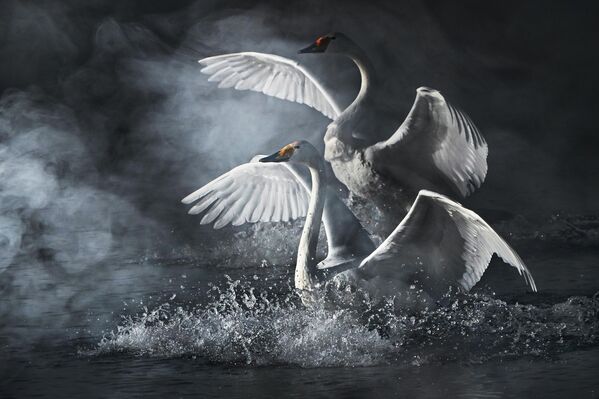 بجعتان تسبحان بجوار بعضهما في البحيرة - سبوتنيك عربي