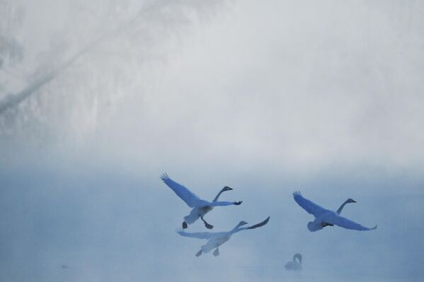 سرب من البجع يطير في مياة بحيرة سفيتلو  - سبوتنيك عربي