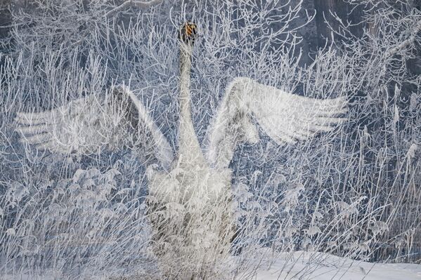  طائر البجع  ضمن الأعشاب المتجمدة على أطراف البحيرة - سبوتنيك عربي