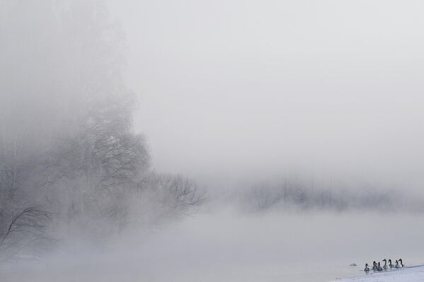 عدد من طيور البجع تسبح في المياه وسط الضباب - سبوتنيك عربي