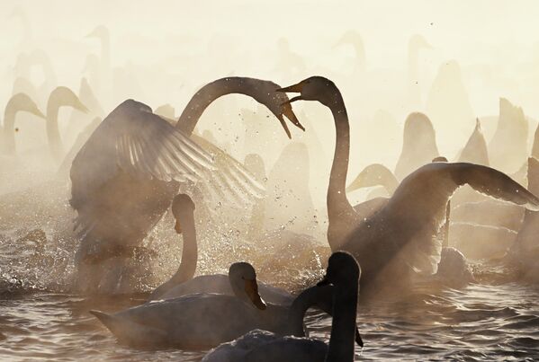 صورة ساحرة  لطيور البجع خلال وجودها في المياه - سبوتنيك عربي
