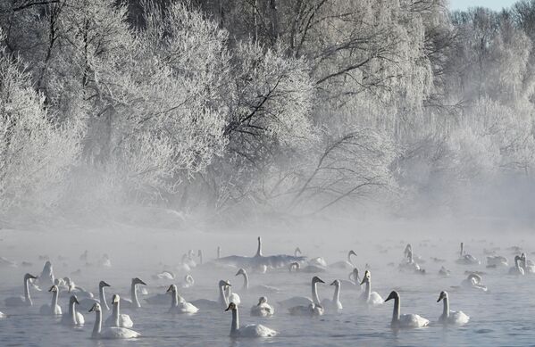 طيور البجمع تتجمع في بحيرة سفيتلو - سبوتنيك عربي