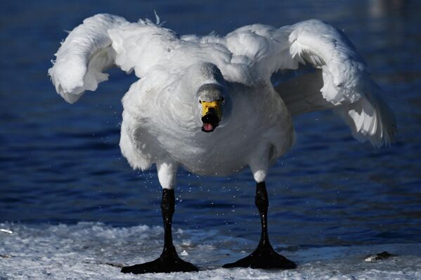 يقضي البجع فصل الشتاء في بحيرة سفيتلوي، وهي جزء من محمية ليبيديني الطبيعية الحكومية في إقليم ألتاي في روسيا. ويعود البجع إلى البحيرة بانتظام لقضاء فصل الشتاء، حتى في الصقيع الشديد بفضل الينابيع المتدفقة من قاعها. - سبوتنيك عربي