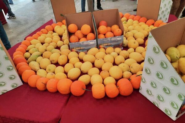مهرجان القوارص بتونس.. مساحة جماعية للفرح والاحتفاء بالموروث الزراعي - سبوتنيك عربي