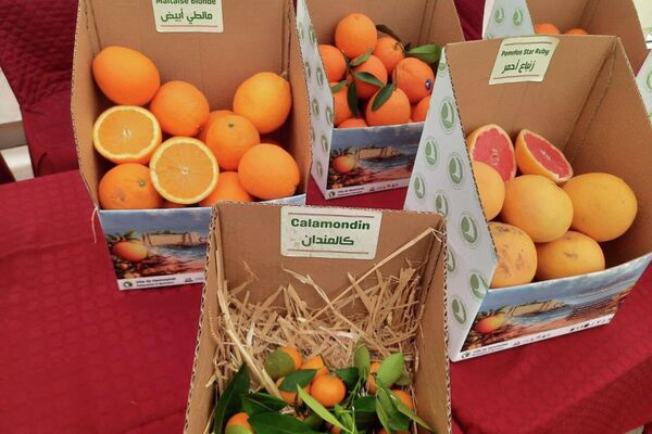 مهرجان القوارص بتونس.. مساحة جماعية للفرح والاحتفاء بالموروث الزراعي - سبوتنيك عربي