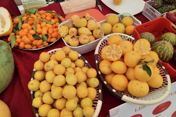 مهرجان القوارص بتونس.. مساحة جماعية للفرح والاحتفاء بالموروث الزراعي - سبوتنيك عربي