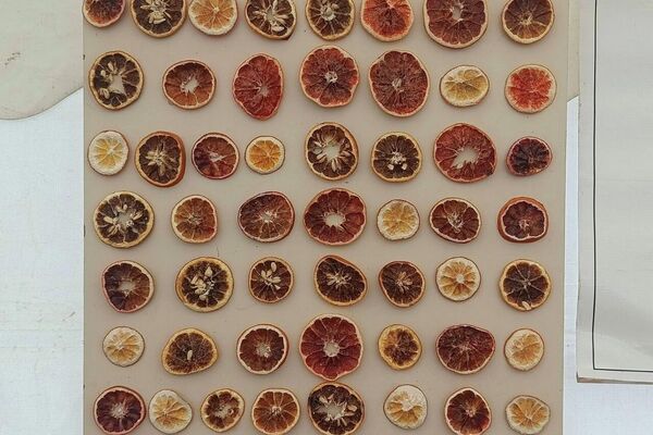 مهرجان القوارص بتونس.. مساحة جماعية للفرح والاحتفاء بالموروث الزراعي - سبوتنيك عربي