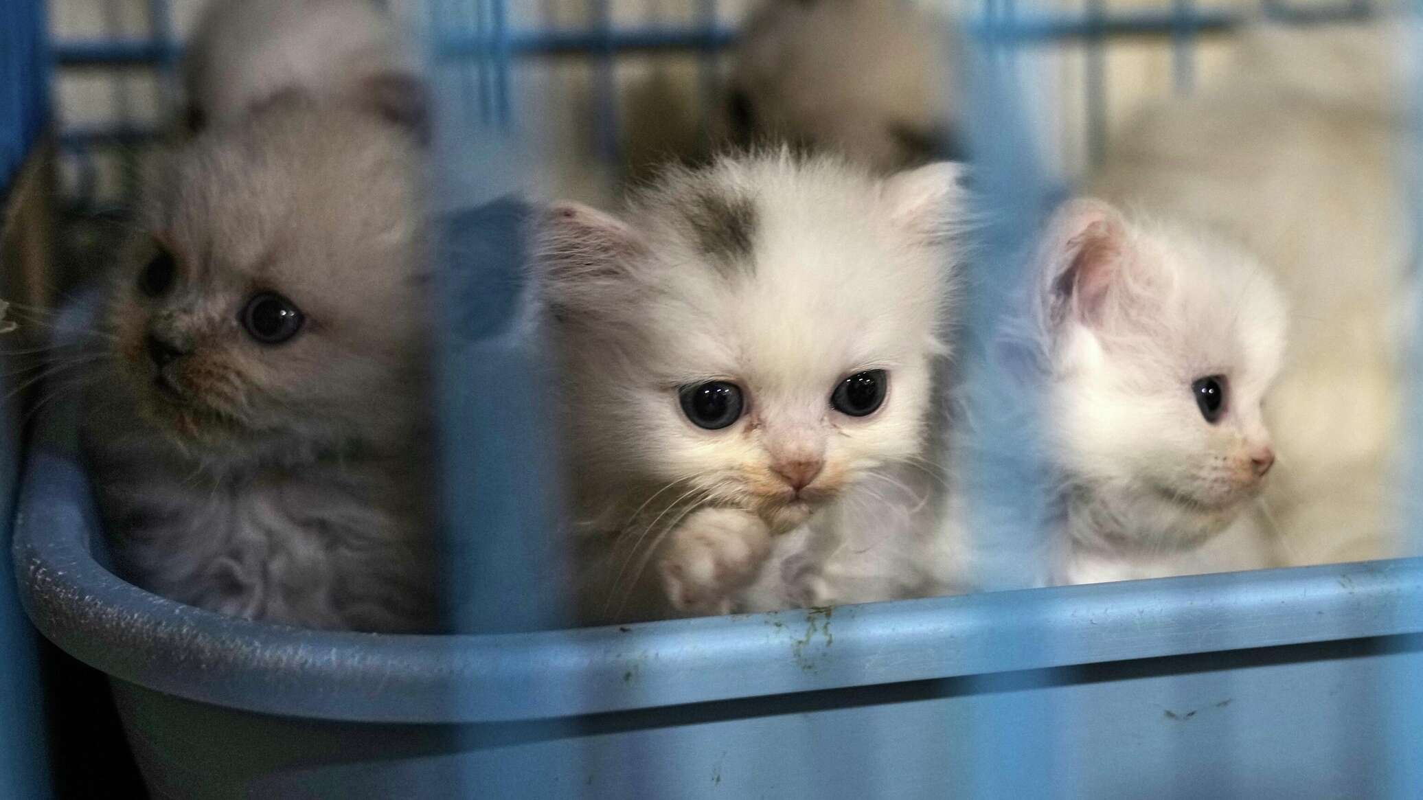 "أم القطط" وحيواناتها الأليفة في لبنان مثال حي للرحمة والإيمان