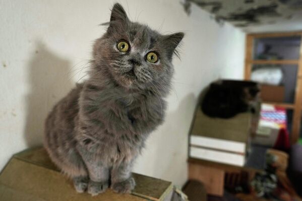 قطة صغيرة تجلس في ملجأ تديره ديانا عبادي، المعروفة باسم أم القطط، بانتظار التبني في منطقة الحدث بالضاحية الجنوبية لبيروت في لبنان. - سبوتنيك عربي