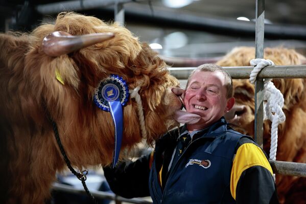 صورة تظهر أحد الثيران، يقوم بلعق مايك تايلور، أحد مربي المواشي، في المرتفعات الاسكتلندية، من مزارع بالروني، أثناء تجهيز الأبقار للمزاد الربيعي السنوي لـ 135 الذي يقام في 9 فبراير/شباط 2026 في أوبان، اسكتلندا. - سبوتنيك عربي
