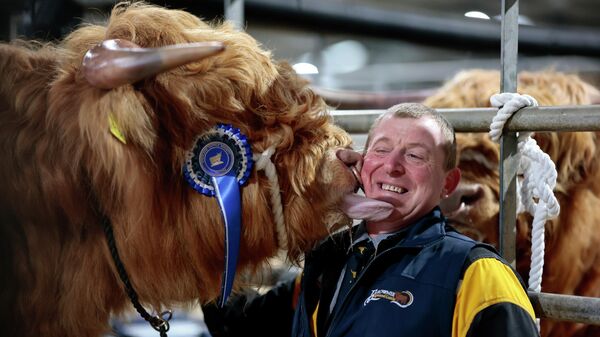 Майк Тейлор из фермы Balrownie Farms позволяет Эчанн Буидхе облизать хайлендских коров во время подготовки к 135-й ежегодной весенней распродаже, Шотландия. - سبوتنيك عربي