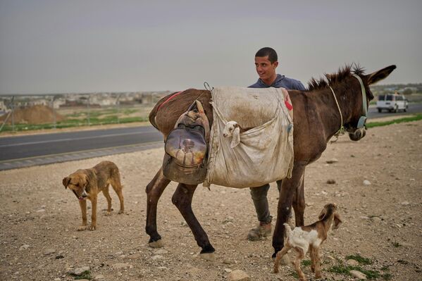 صورة لراعي أغنام فلسطيني، وهو يرعى قطيعه في وادي الأردن بالضفة الغربية - سبوتنيك عربي