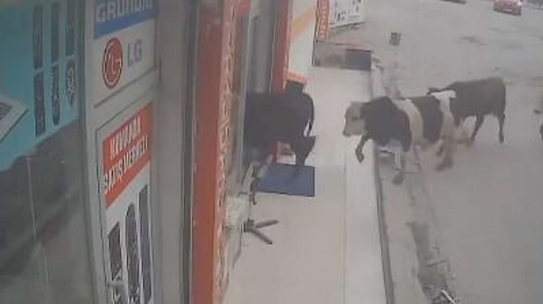 اقتحام غير متوقع..أبقار تتجول داخل متجر للأجهزة الكهربائية في تركيا..فيديو