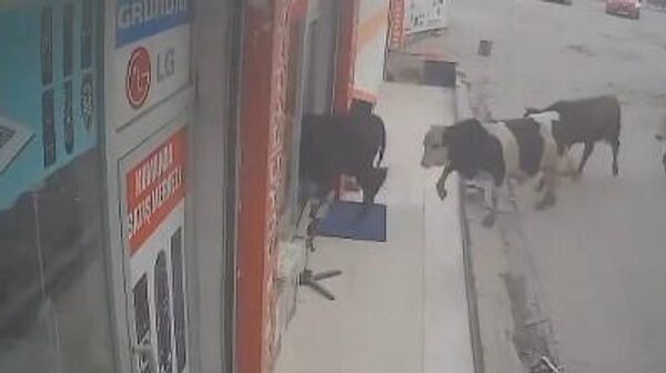  - سبوتنيك عربي