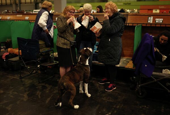 كلب من فصيلة "البوكسر" يراقب الناس وهم يتناولون الطعام قبل بدء منافساتهم في اليوم الأول من معرض "كرافتس" للكلاب في بريطانيا. - سبوتنيك عربي