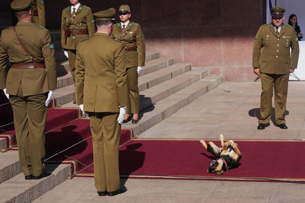 كلب ضال يتدحرج على السجادة الحمراء الموضوعة لحفل تنصيب الرئيس التشيلي الجديد خوسيه أنطونيو كاست. - سبوتنيك عربي