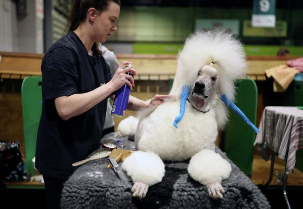 امرأة تُهذّب كلبًا أبيض اللون من فصيلة "البودل" في اليوم الثالث من معرض "كرافتس" للكلاب. - سبوتنيك عربي