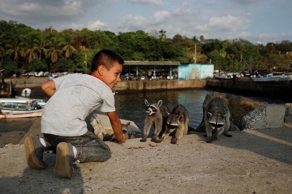 طفل يُطعم حيوانات "الراكون" التي تعيش في مزرعة الصيادين الحرفيين بأطعمة الحيوانات الأليفة في أكاغوتلا، السلفادور. - سبوتنيك عربي