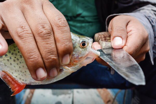 أمازوناس، كولومبيا - سبوتنيك عربي