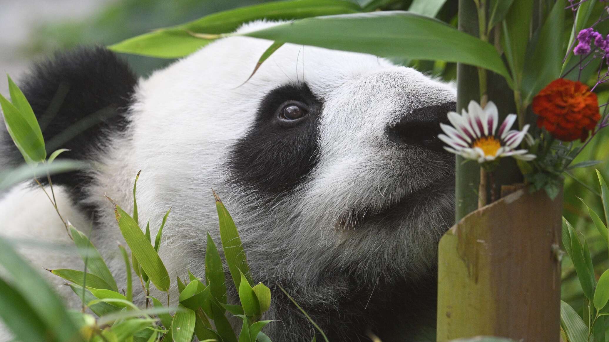 "هوس الباندا"... العالم يحتفل باليوم العالمي للحيوان الطريف