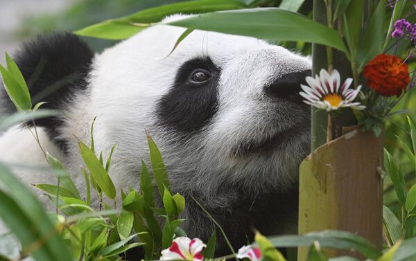باندا يشم الزهور خلال الاحتفال بعيد ميلاده الثامن، داخل حديقة الحيوانات في موسكو - سبوتنيك عربي