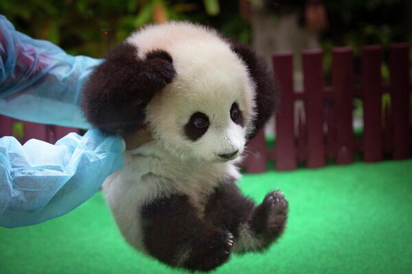 عاملة في حديقة حيوانات ماليزيا، في كوالالمبور، تلعب مع صغير باندا حديث الولادة - سبوتنيك عربي