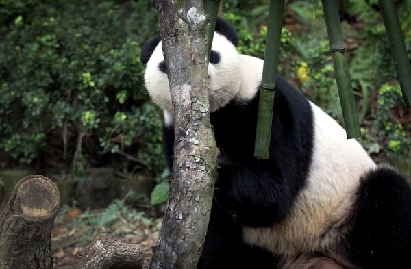 أنثى باندا عملاقة، تختبىء خلف جذع شجرة  في حديقة "ريفر سفاري"، التابعة لمحميات الحياة البرية وحديقة الحيوانات في سنغافورة - سبوتنيك عربي