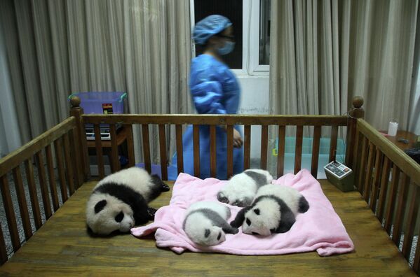 مجموعة من حيوانات الباندا تنام داخل سرير خشبي في محمية تربية الباندا في الصين - سبوتنيك عربي