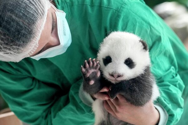 أحد موظفي حديقة الحيوانات في برلين، يحمل أحد صغار الباندا التوأم حديثي الولادة أمام عدسات وسائل الإعلام في حديقة ببرلين، ألمانيا - سبوتنيك عربي