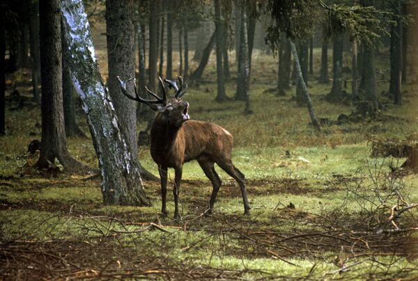 الأيل الأحمر داخل غابة محمية "بيلوفيجسكايا بوشا" الحكومية للألعاب، في بيلاروسيا. - سبوتنيك عربي