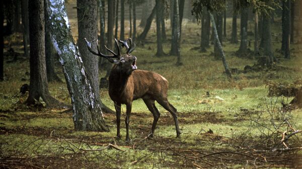 Благородный олень в лесу Государственного заповедно-охотничьего хозяйства Беловежская пуща - سبوتنيك عربي