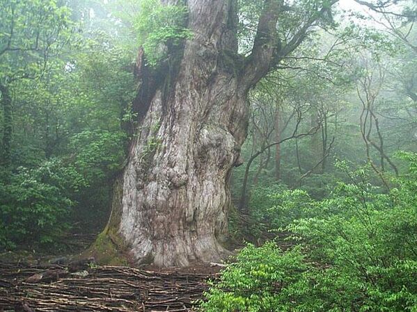 صورة تظهر شجرة "جومون سوجي" في جزيرة ياكو باليابان، وتعد أكبر وأقدم شجرة ياكوسوغي(شجرة رز ياباني معمرة يزيد عمرها عن 1000 عام). - سبوتنيك عربي