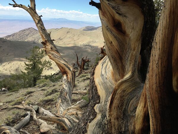 غابة الصنوبر القديمة في كاليفورنيا، تضم أقدم أشجار فردية حية على وجه الأرض، والتي نجت من العصر الجليدي. - سبوتنيك عربي