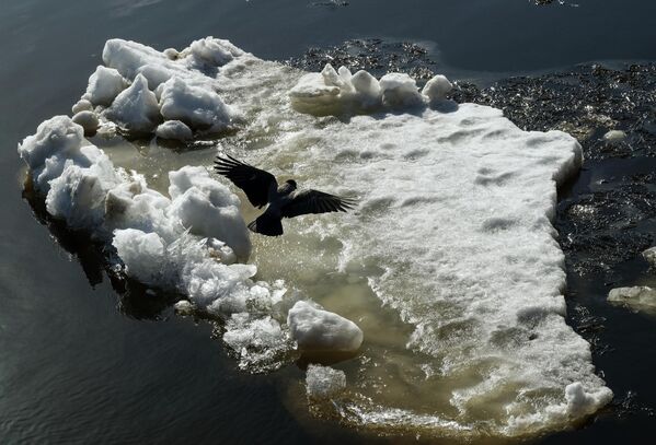 الغربان تحط على كتل الجليد العائمة على نهر نيفا في سان بطرسبورغ، مع حلول فصل الربيع وارتفاع درجات الحرارة تدريجيا في المدينة. - سبوتنيك عربي