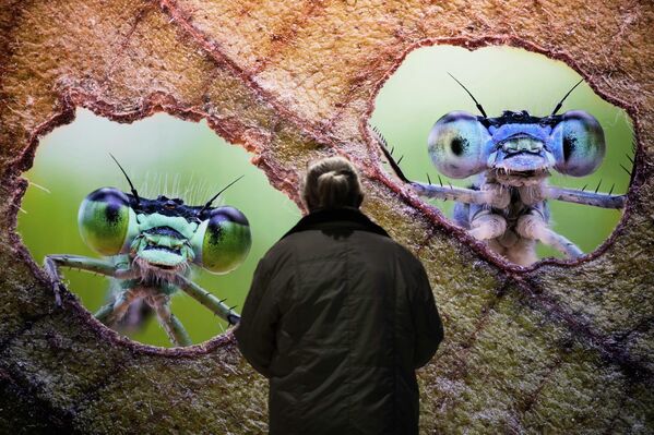 رجل يمعن في صورتين معلقتان على الحائط، لاثنين من اليعاسيب الصغيرة خلال افتتاح المعرض الجديد "عوالم الغابات" في المعلم الصناعي "غازوميتر"، في  ألمانيا. - سبوتنيك عربي