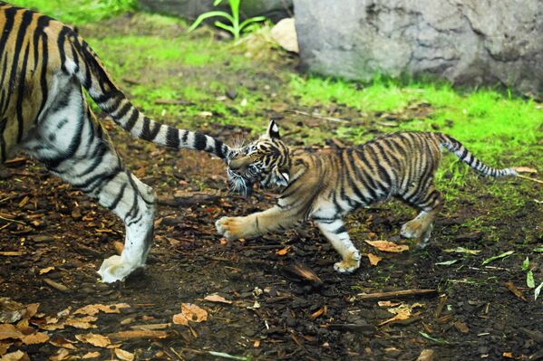 شبل النمر السومطري يعض ​​ذيل أمه، في حظيرتهما داخل حديقة حيوانات في العاصمة الألمانية برلين. - سبوتنيك عربي