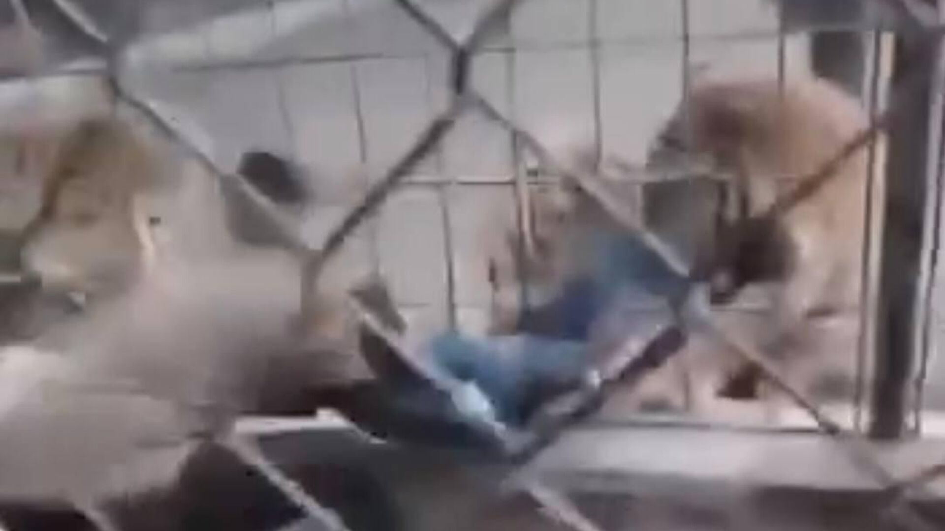 نمر يسحب طفلا من قدميه في حديقة حيوان ببغداد.. فيديو نمر يسحب طفلا من قدميه في حديقة حيوان ببغداد.. فيديو - سبوتنيك عربي, 1920, 21.03.2026