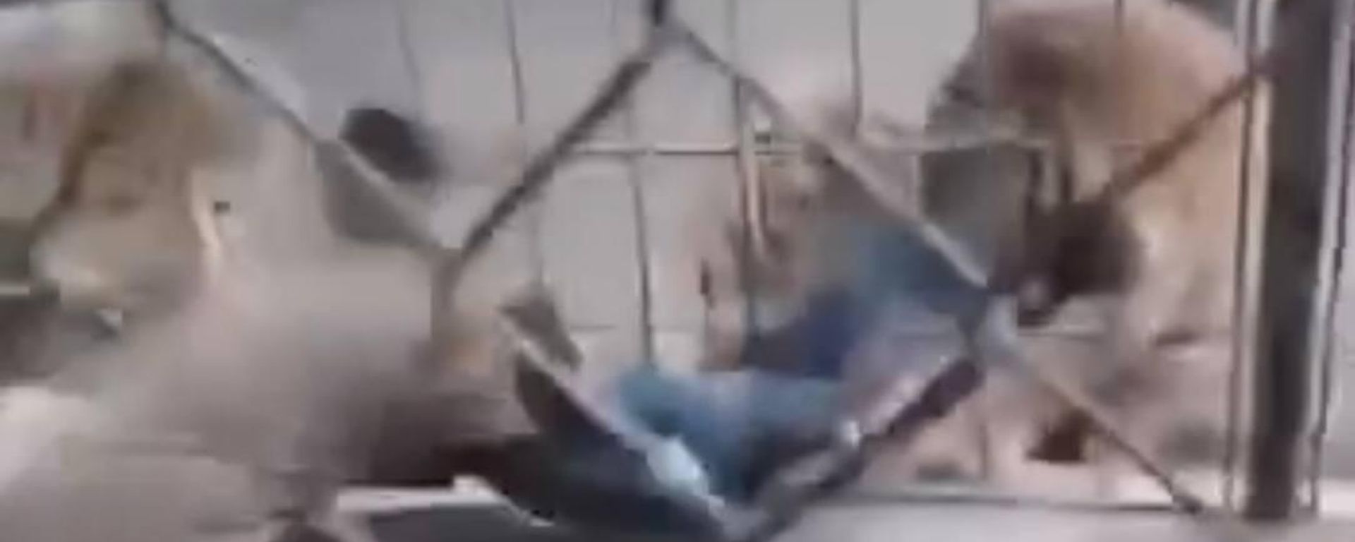 نمر يسحب طفلا من قدميه في حديقة حيوان ببغداد.. فيديو - سبوتنيك عربي, 1920, 21.03.2026