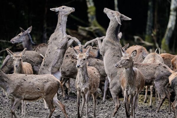 صورة تظهر مجموعة من الغزلان وهي تلهو في إحدى الغابات بمنطقة تاونوس بالقرب من فرانكفورت، ألمانيا. - سبوتنيك عربي