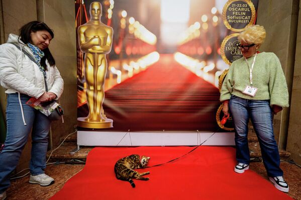 تريستان، قط بنغالي، يحتك بسجادة حمراء أمام خلفية تصوير مستوحاة من حفل توزيع جوائز الأوسكار، في مسابقة جمال دولية للقطط، أطلق عليها اسم "أوسكار القطط"، والتي تضم أكثر من 200 قط، في بوخارست، رومانيا. - سبوتنيك عربي