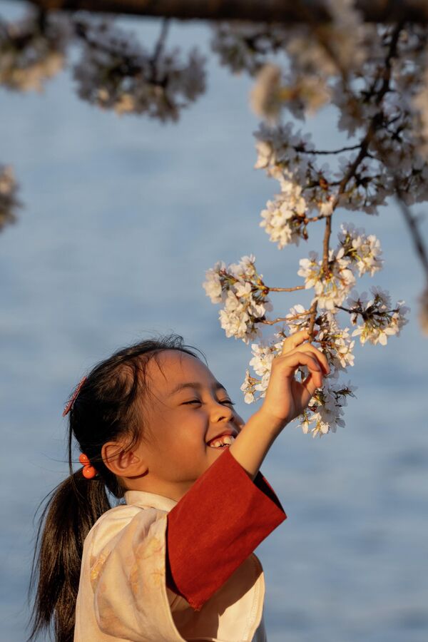 طفلة صغيرة تلتقط أزهار لأشجار الكرز خلال ذروة تفتحها - سبوتنيك عربي