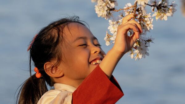 Цветение сакуры, Вашингтон, США - سبوتنيك عربي