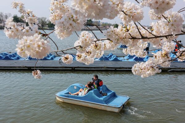 صورة تظهر أزهار الكرز خلال ذروة تفتحها بالقرب من بحيرة في واشنطن - سبوتنيك عربي