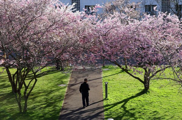 رجل يتنزه تحت أشجار الكرز المزهرة مبكرا في حديقة مون ريبوس بمدينة لوزان السويسرية - سبوتنيك عربي