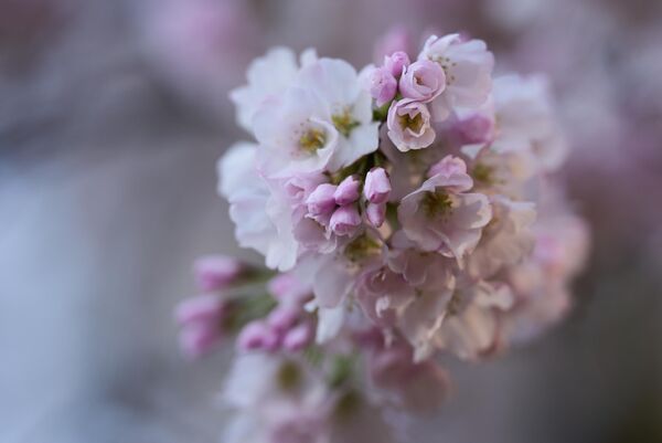 أزهار الكرز المتفتحة على شجرة في واشنطن - سبوتنيك عربي